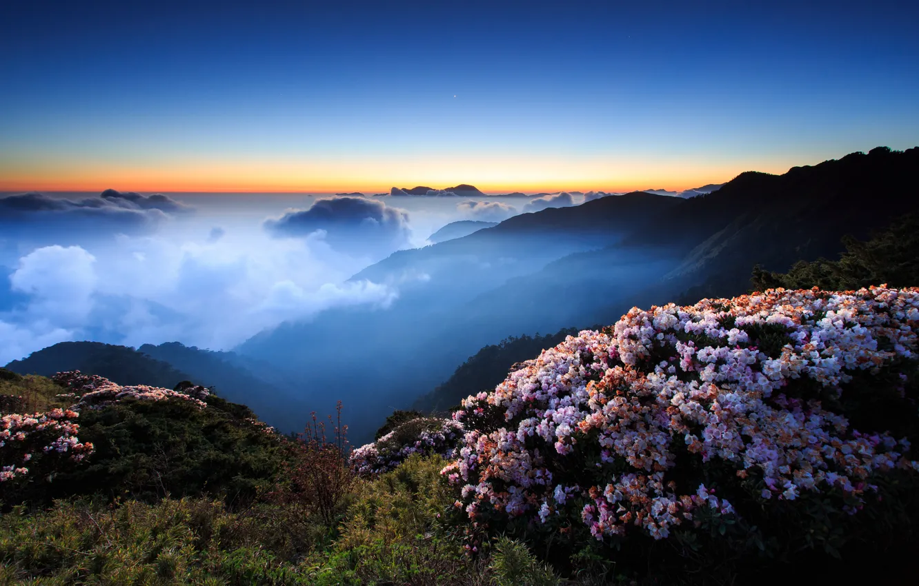 Фото обои небо, облака, закат, цветы, горы, ночь, туман, холмы, вечер, утро