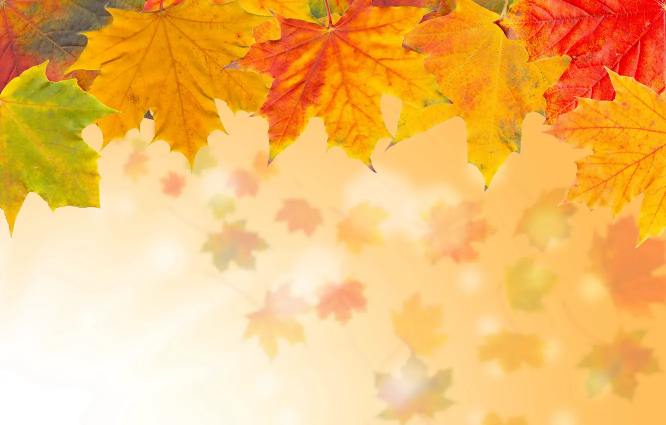 Фото обои осень, листья, желтые, кленовые