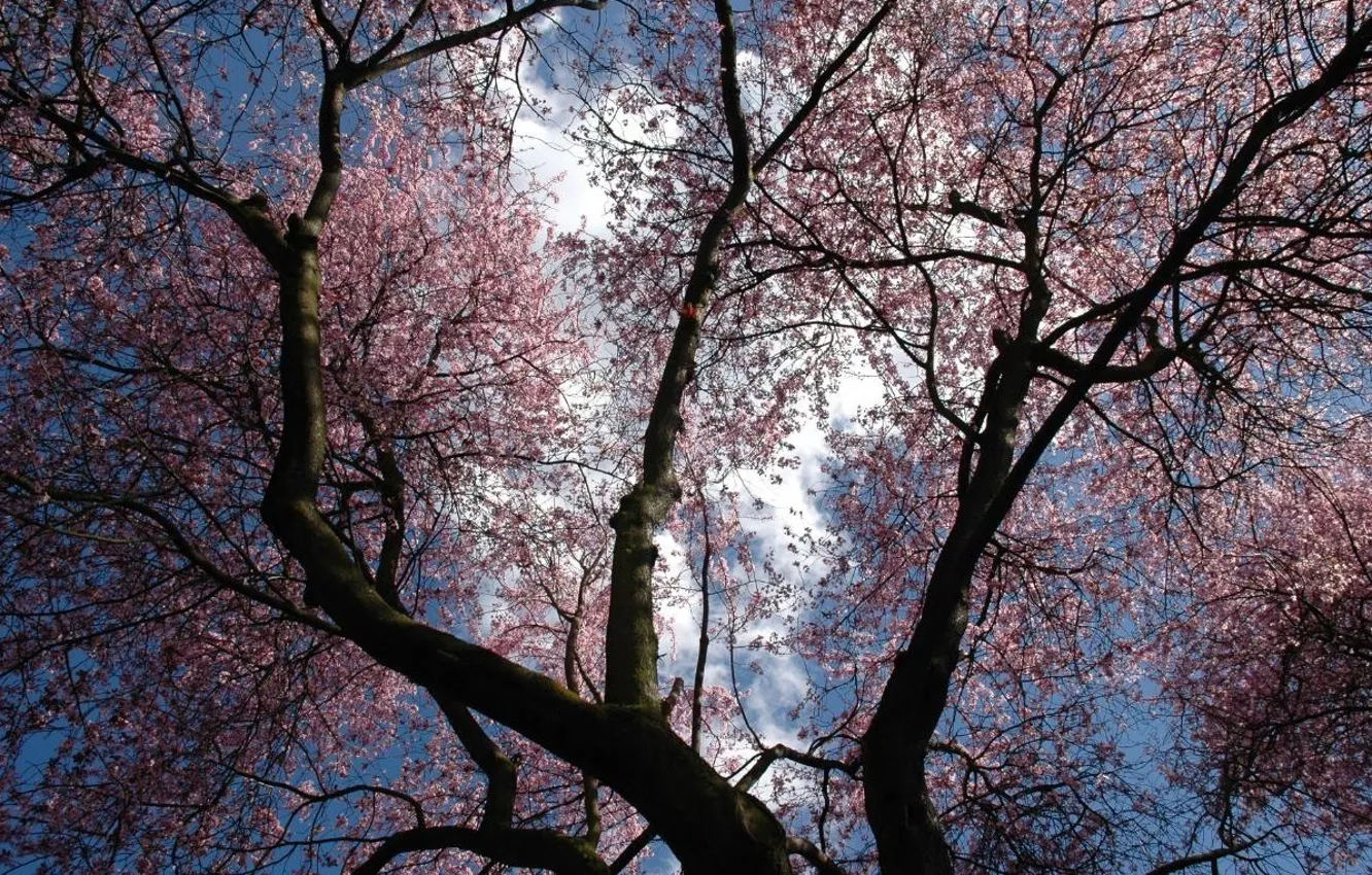 Фото обои фиолетовый, небо, деревья, цветы
