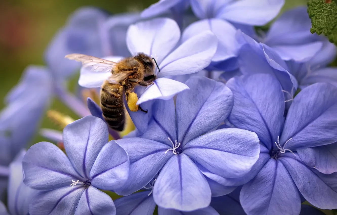 Фото обои цветок, пчела, обои, лепестки, насекомое