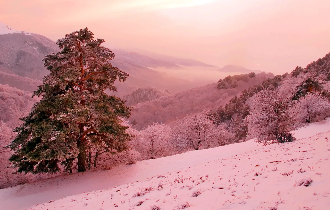 Фото обои зима, горы, фантазия, розовая, склон, сосна