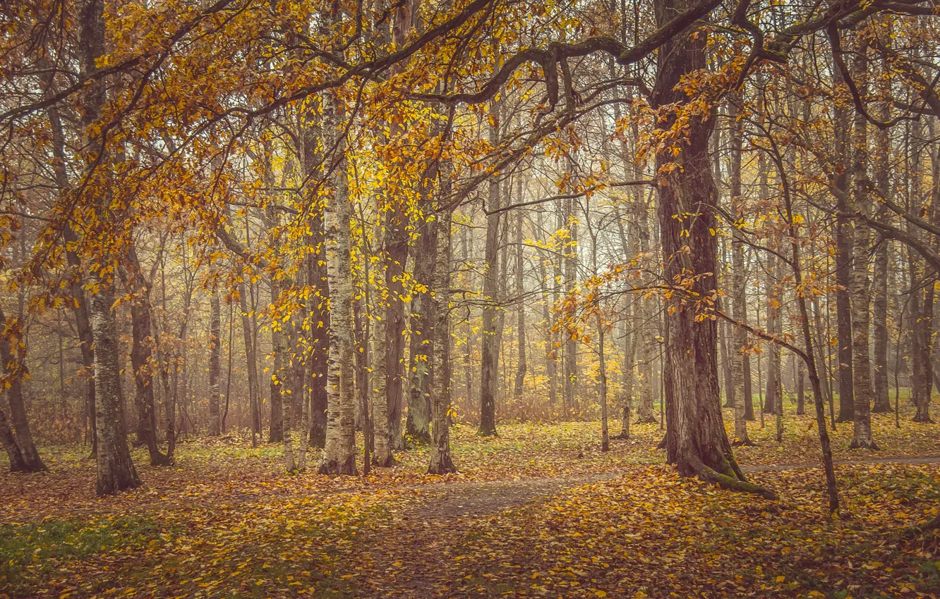 Фото обои осень, листья, деревья, желтый, пасмурно, листва