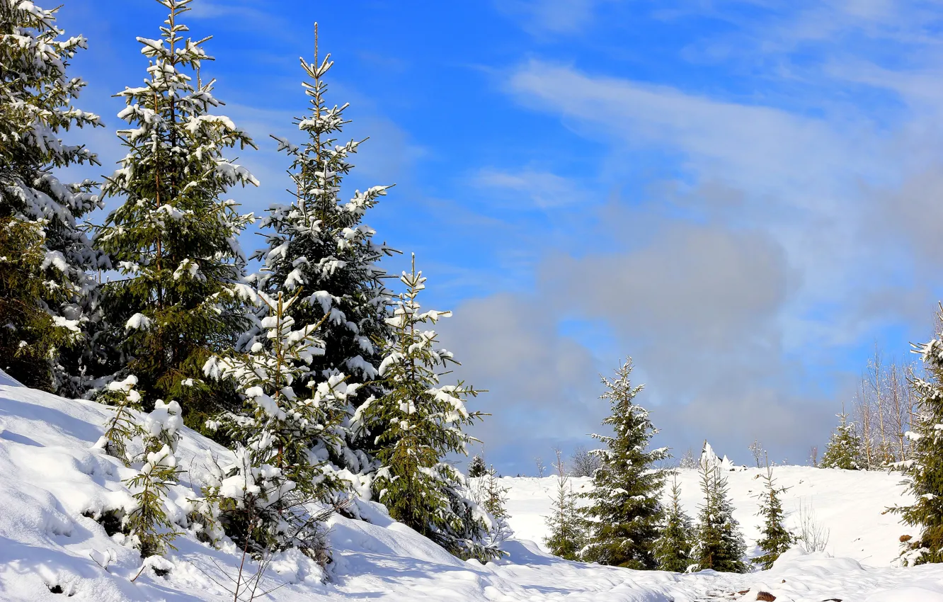 Фото обои зима, снег, поляна, елки, сугробы, Россия, Урал