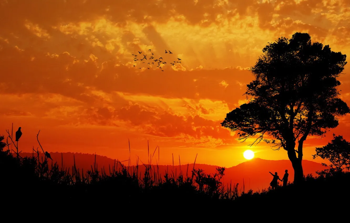 Фото обои солнце, облака, птицы, дерево, Закат, пара