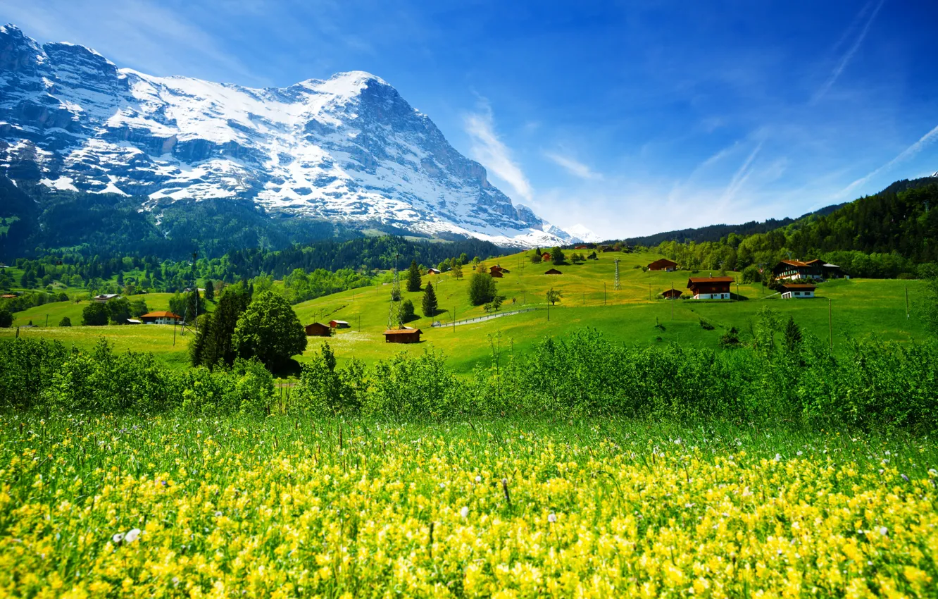 Фото обои зелень, лес, трава, цветы, горы, поля, Швейцария, долина, ледник, домики