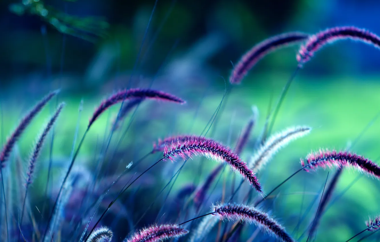 Фото обои поле, фиолетовый, природа, колосья, field, nature, violet, Ears