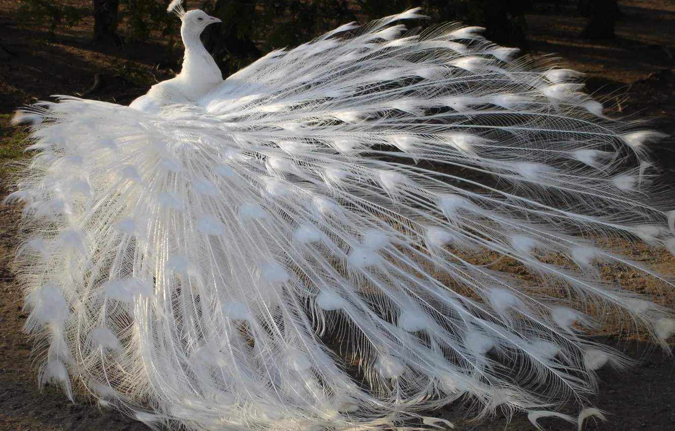 Альбинос Птица Фото