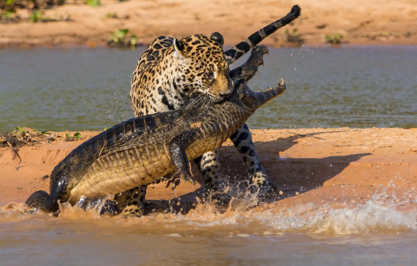 ягуар охота на крокодилов
