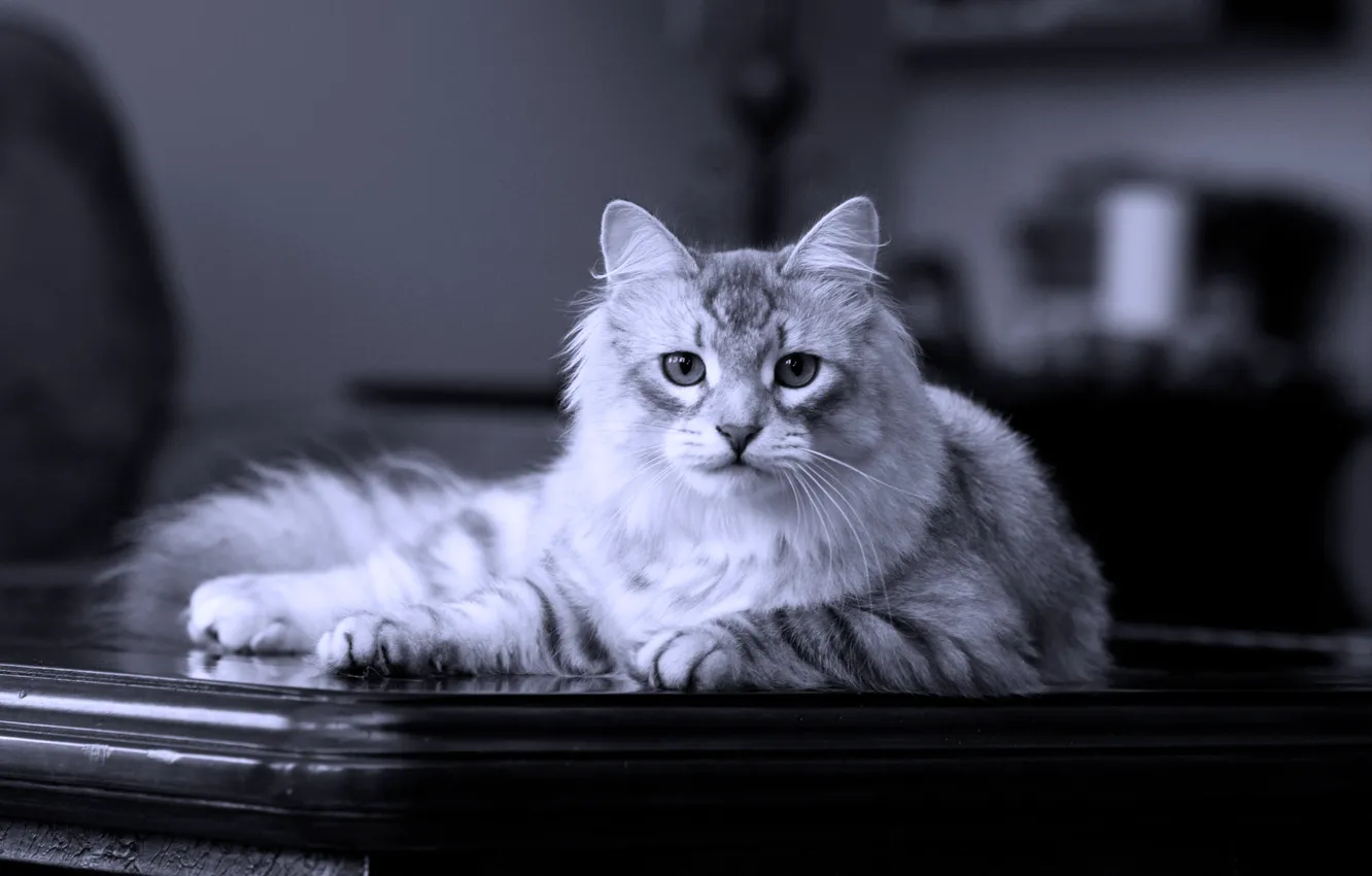 Фото обои кот, лежит, на столе, сибирский, породистый
