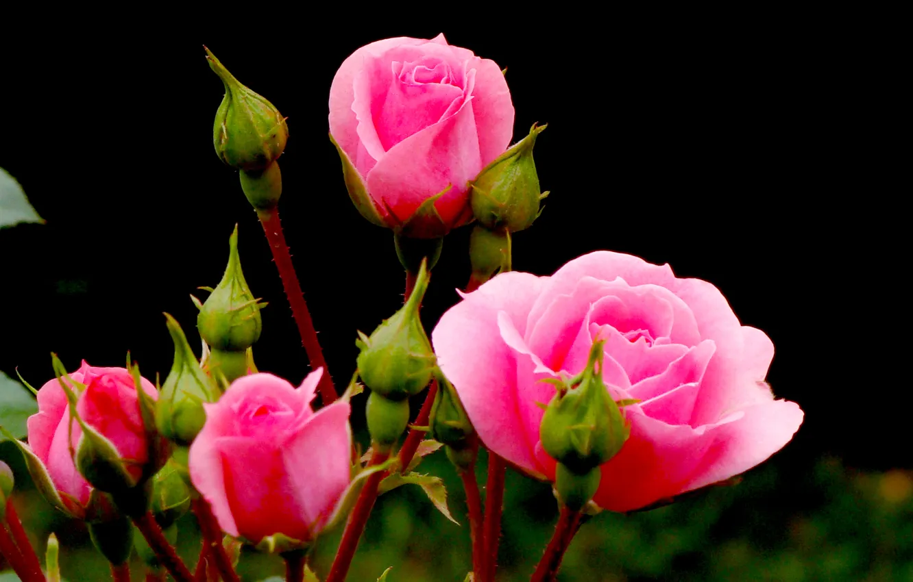 Фото обои роза, куст, лепестки, бутон