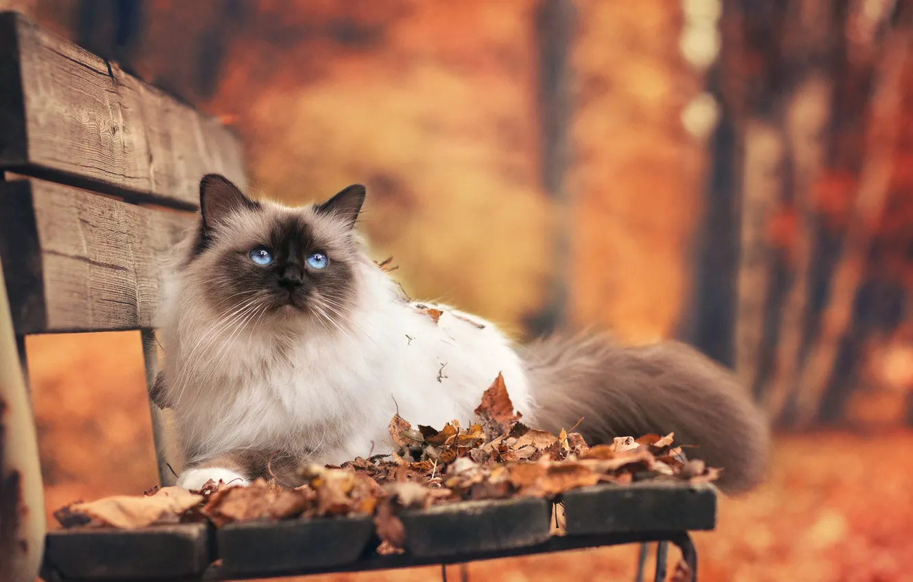Фото обои осень, кошка, листья, скамейка, парк