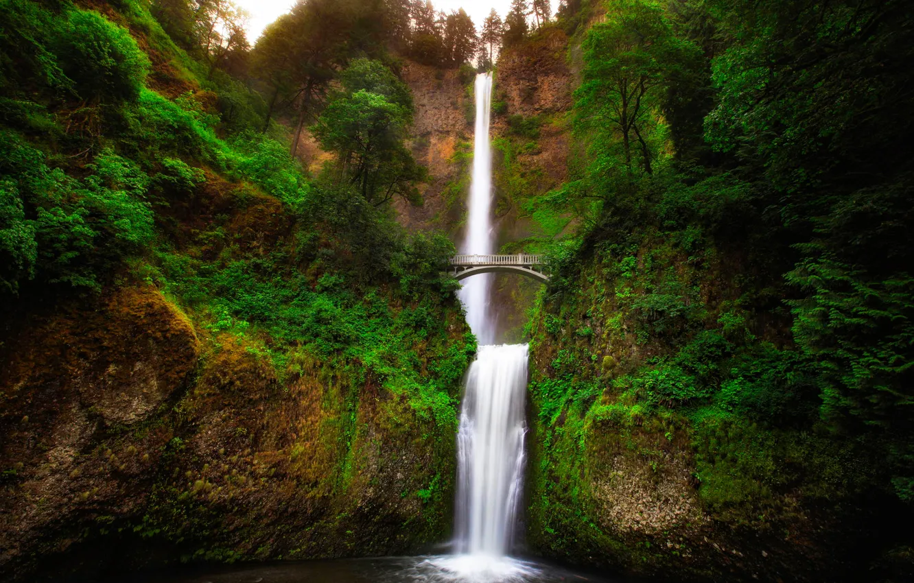 Фото обои зелень, деревья, пейзаж, мост, скала, река, водопад, поток, Орегон, ущелье, USA, Oregon, Малтнома, Multnomah
