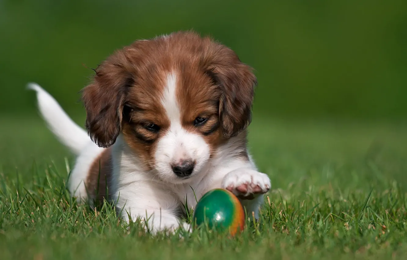 Фото обои животные, трава, природа, яйцо, собака, щенок, коикерхондье