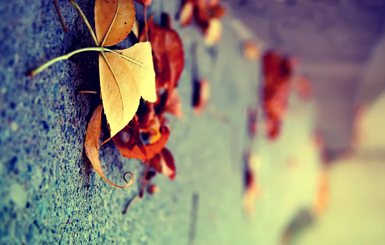 Фото обои осень, листья, макро, поверхность, желтые, сухие, вертикально