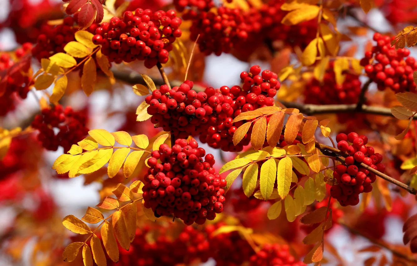 Фото обои осень, листья, ветки, рябина