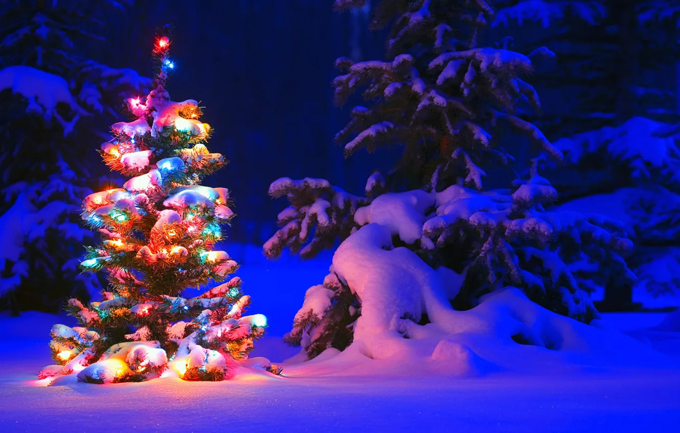Фото обои зима, свет, снег, деревья, ночь, lights, огни, дерево, елка, ель, forest, Snow, winter, tree, герлянда