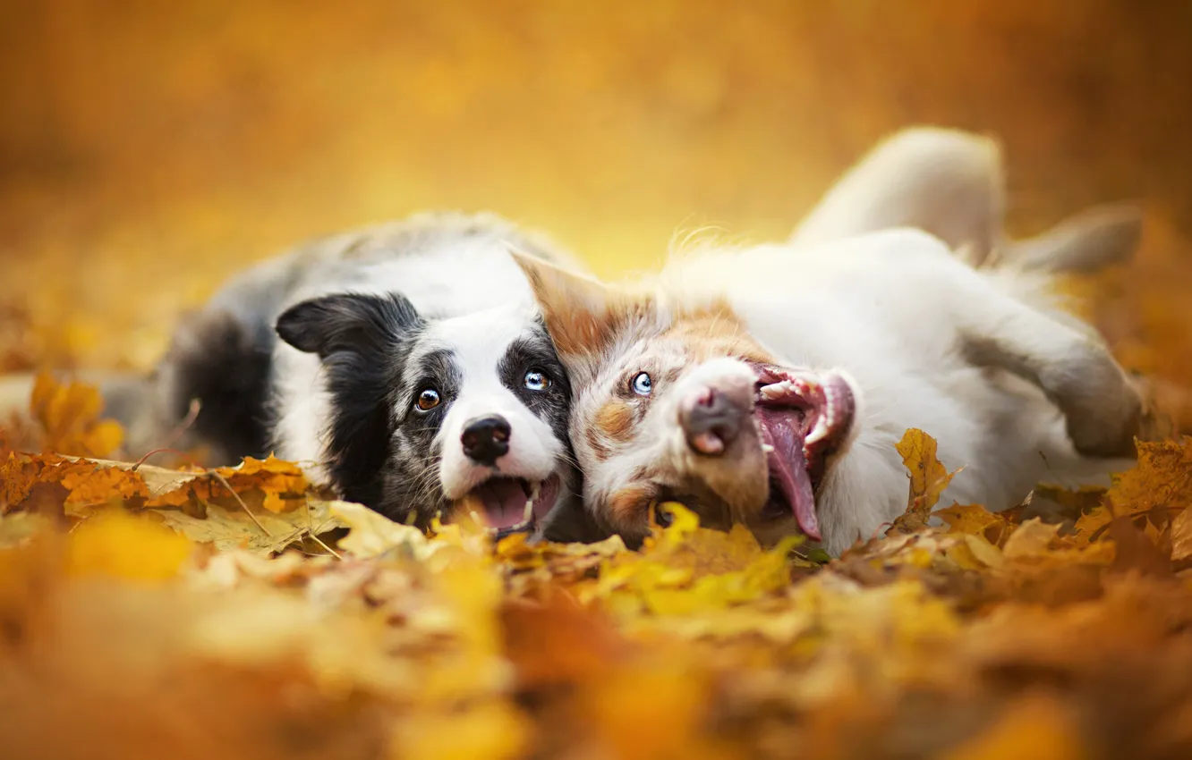 Фото обои осень, собаки, листья, природа, двое, морды, Бордер колли