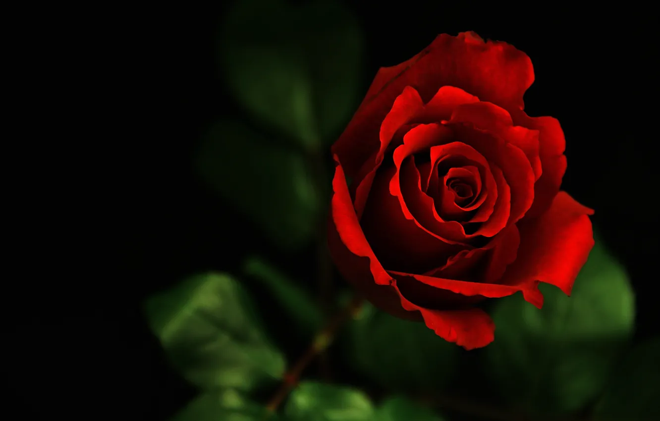 Фото обои цветок, макро, темно, роза