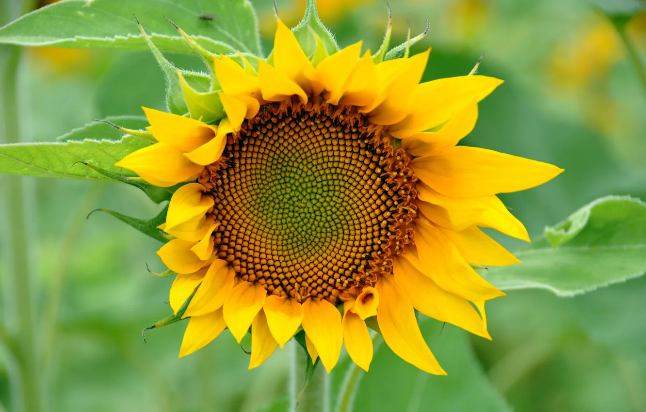 Sunflower scarlet