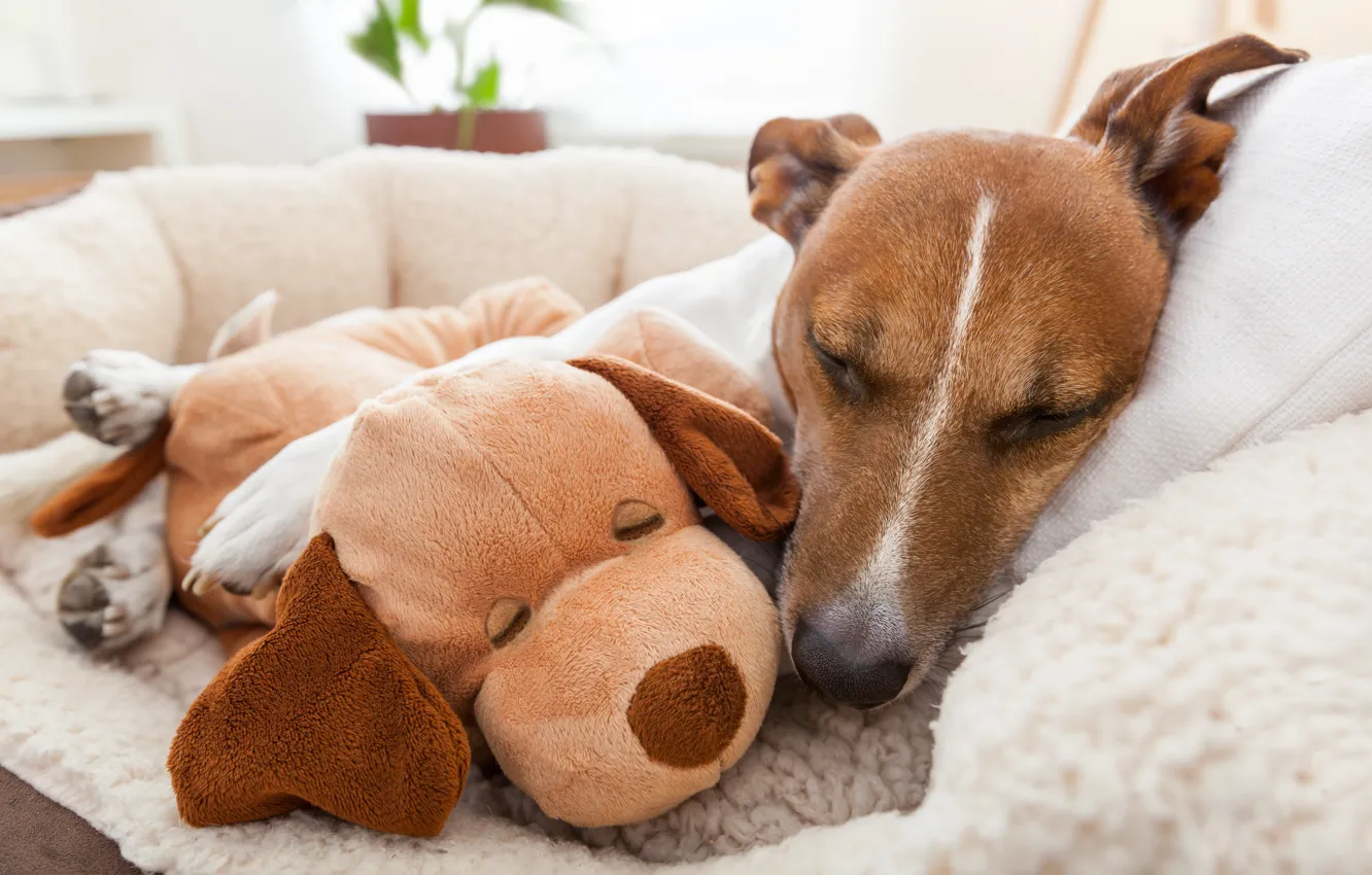 Фото обои игрушка, мило, сон, собака, Джек-рассел-терьер