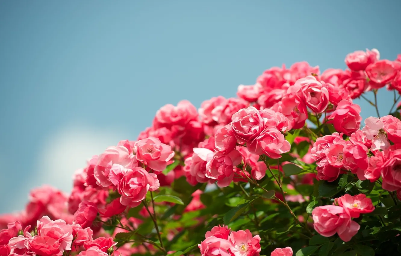 Фото обои небо, цветы, фон, widescreen, обои, розы, сад, красиво, wallpaper, цветение, sky, широкоформатные, flowers, beautiful, background, …
