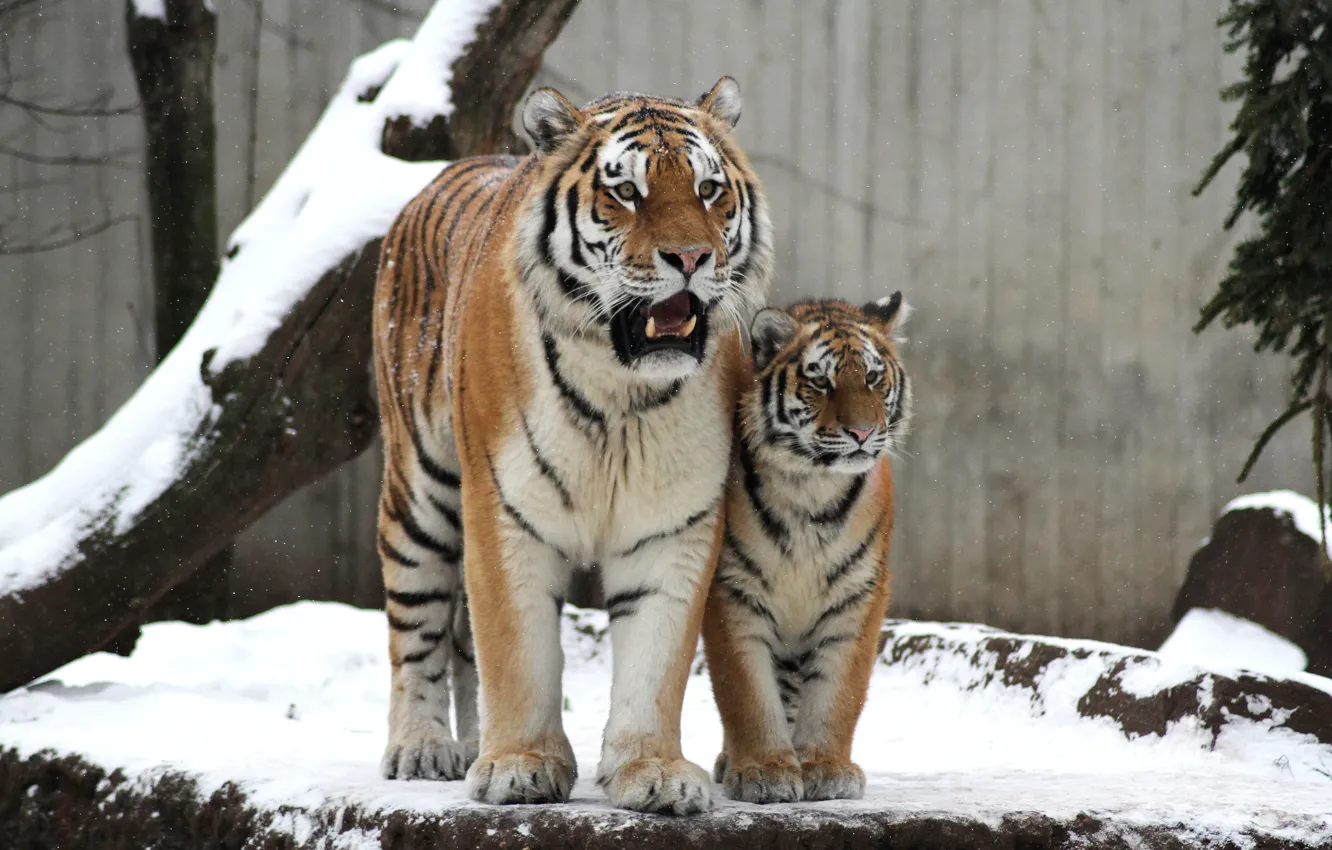 Фото обои кошка, снег, тигр, семья, пара, детёныш, котёнок, тигрица, тигрёнок, амурский