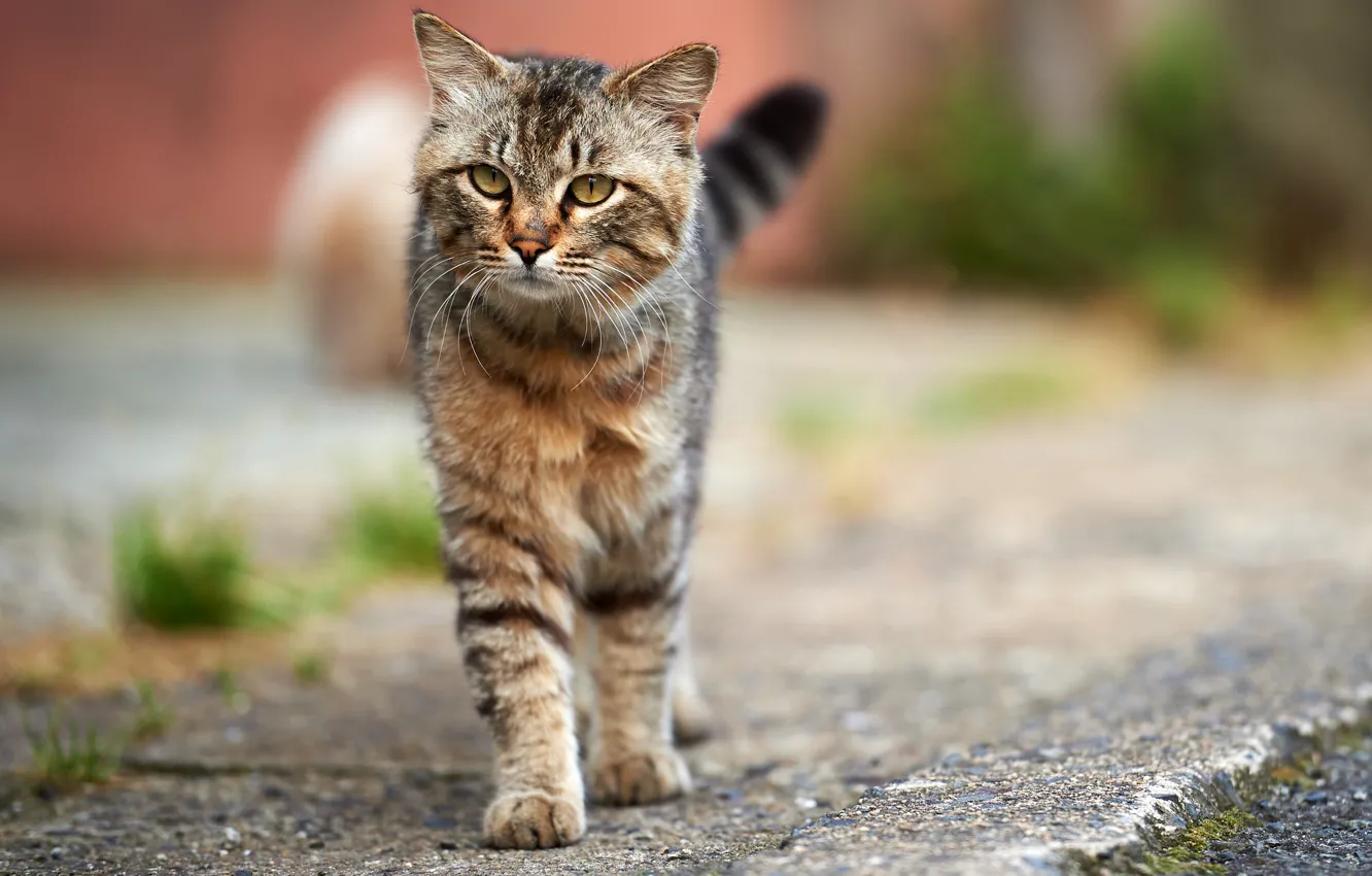 Фото обои кошка, кот, асфальт, серый, улица, полосатый