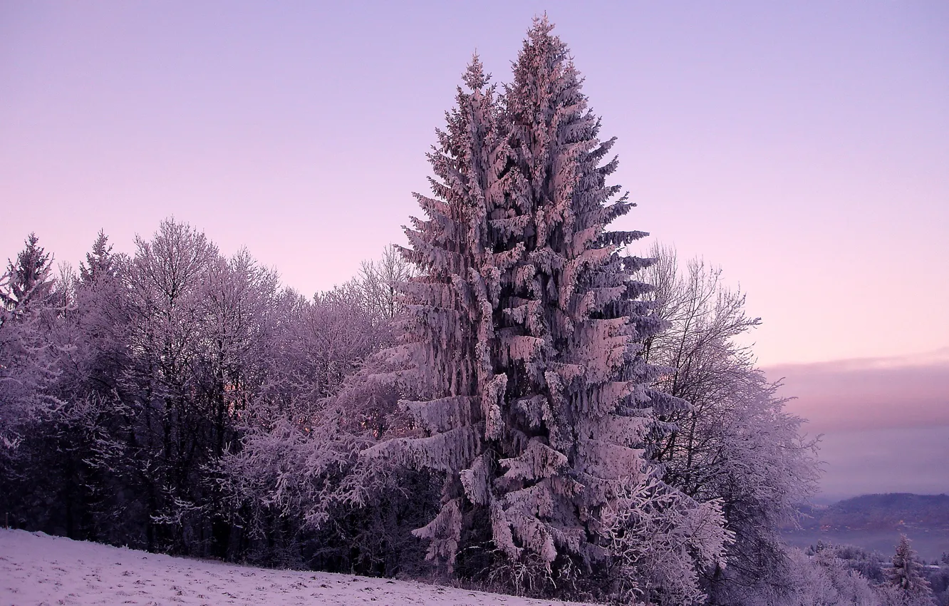 Фото обои холод, зима, небо, снег, деревья, природа, дерево, холмы, ель, ели, мороз
