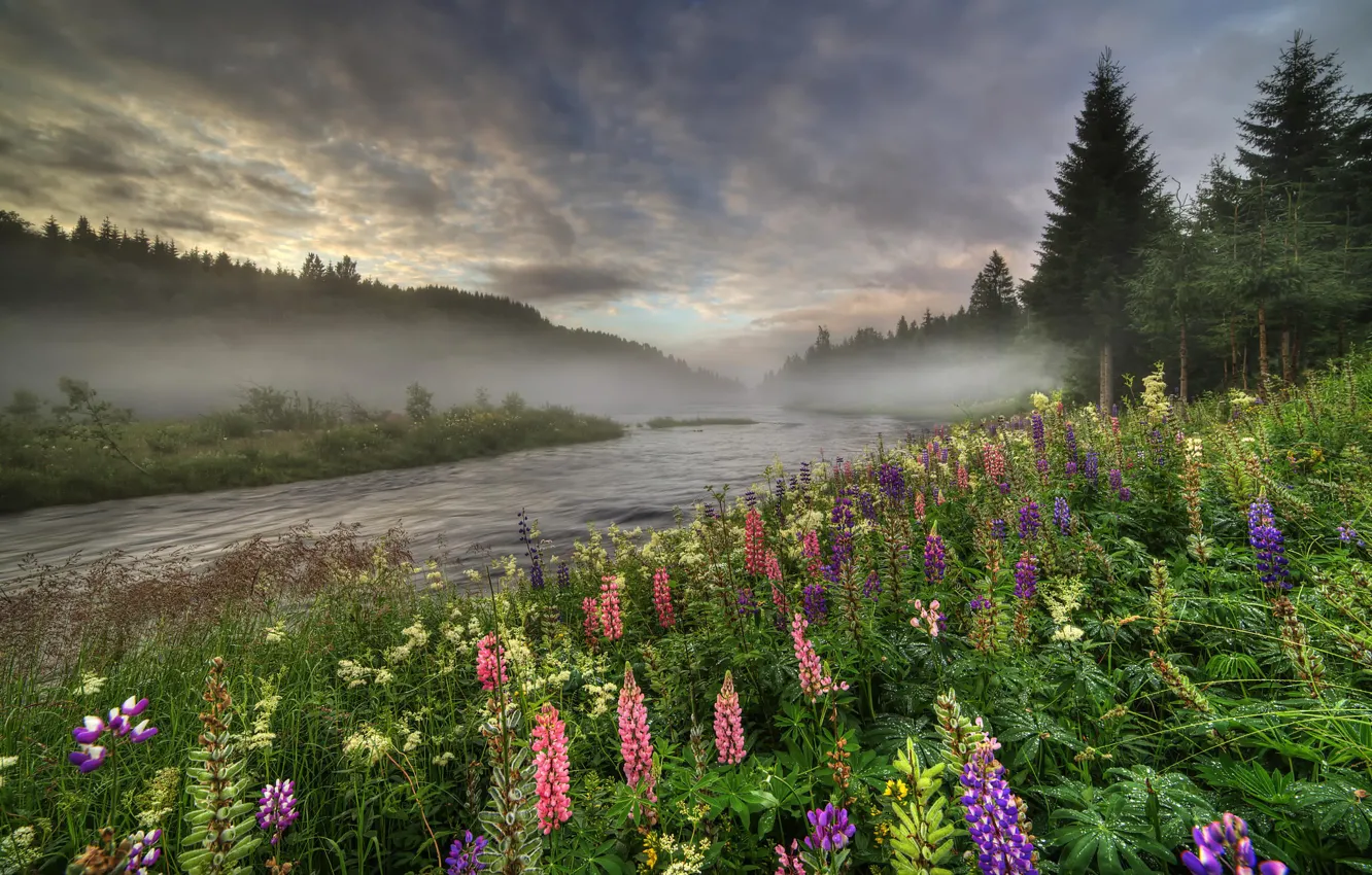 Фото обои лес, лето, деревья, цветы, туман, река, Норвегия, люпин