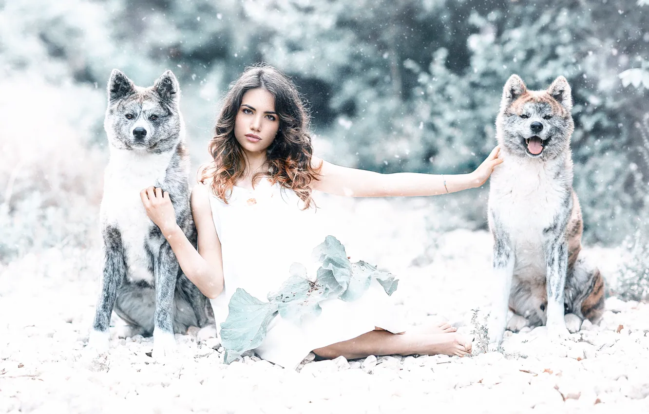 Фото обои собаки, девушка, Alessandro Di Cicco, Protected by the wolves