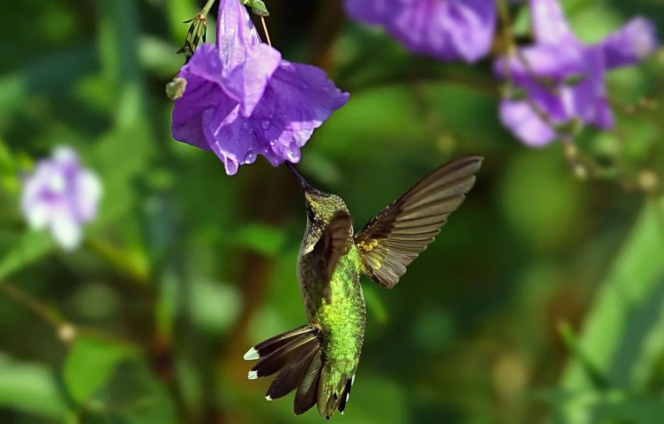 Фото обои цветок, полет, птица, крылья, колибри