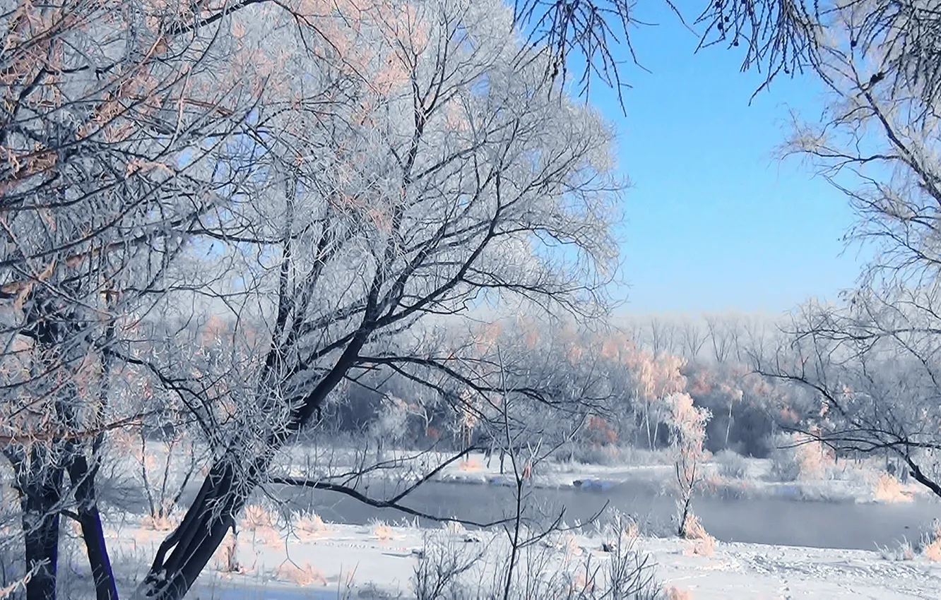 Фото обои иней, лес, снег, Зима, Сибирь