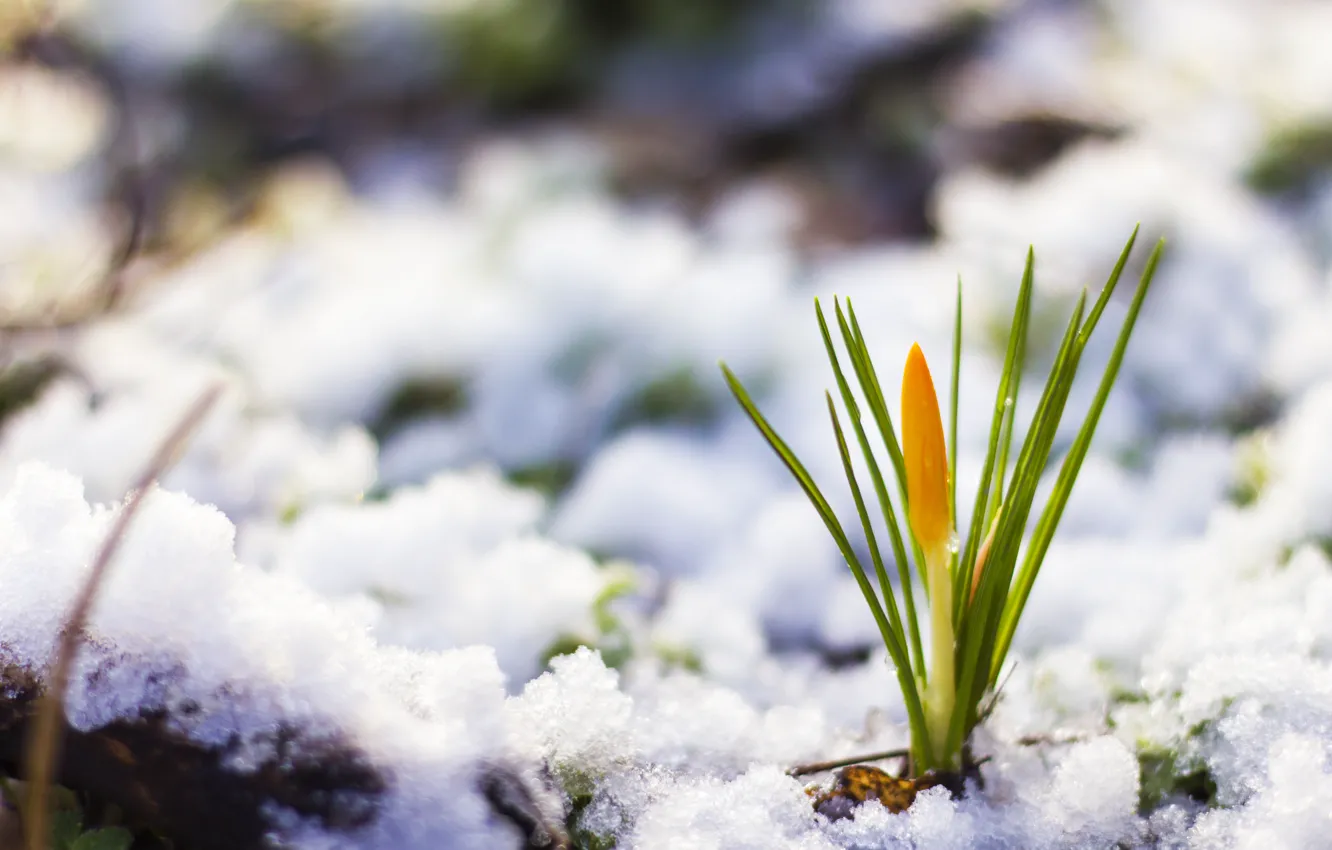Фото обои снег, природа, весна, flower, nature, snow, spring, цветочек, жел...