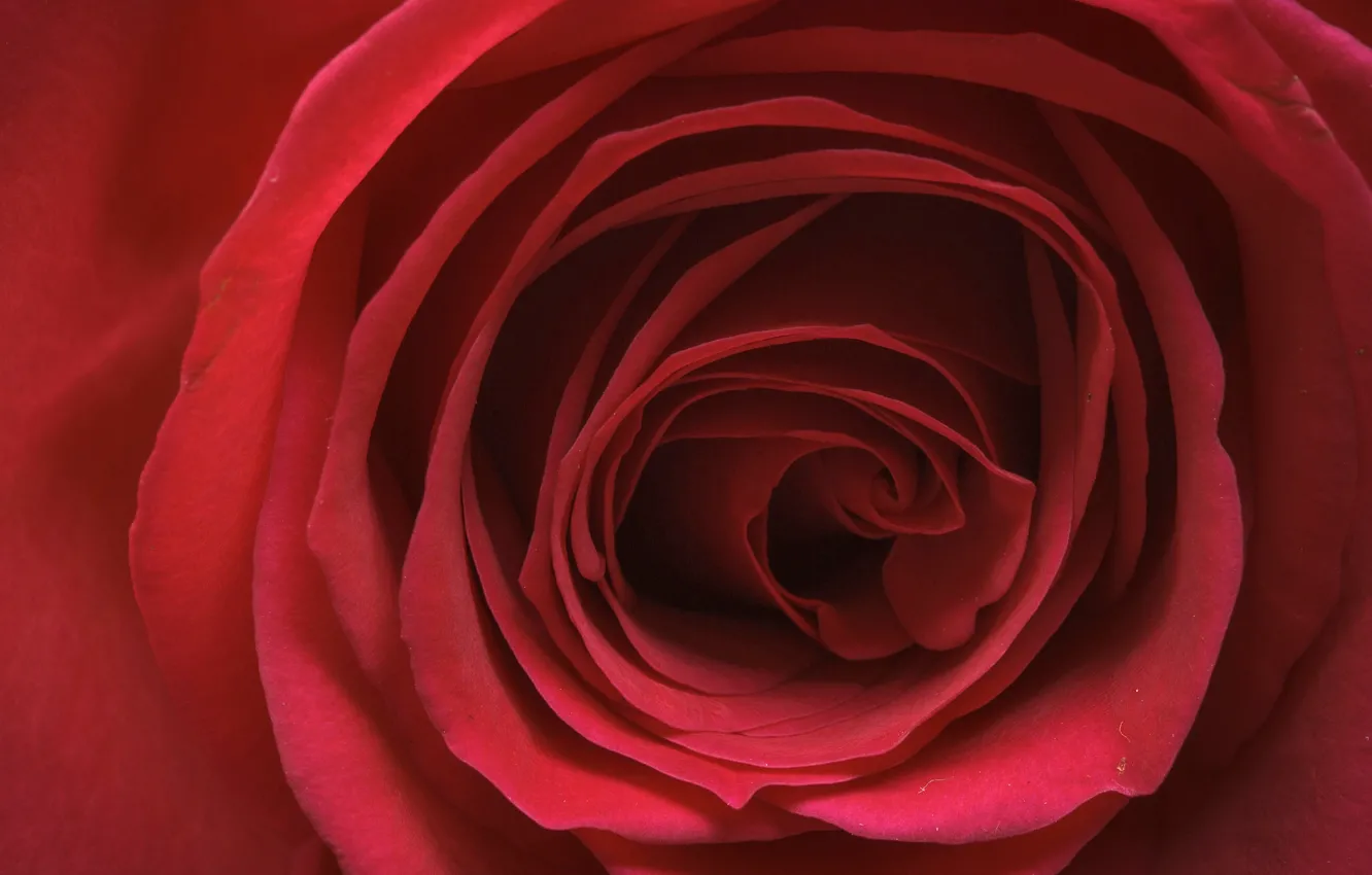 Фото обои макро, роза, лепестки, бутон, красная роза