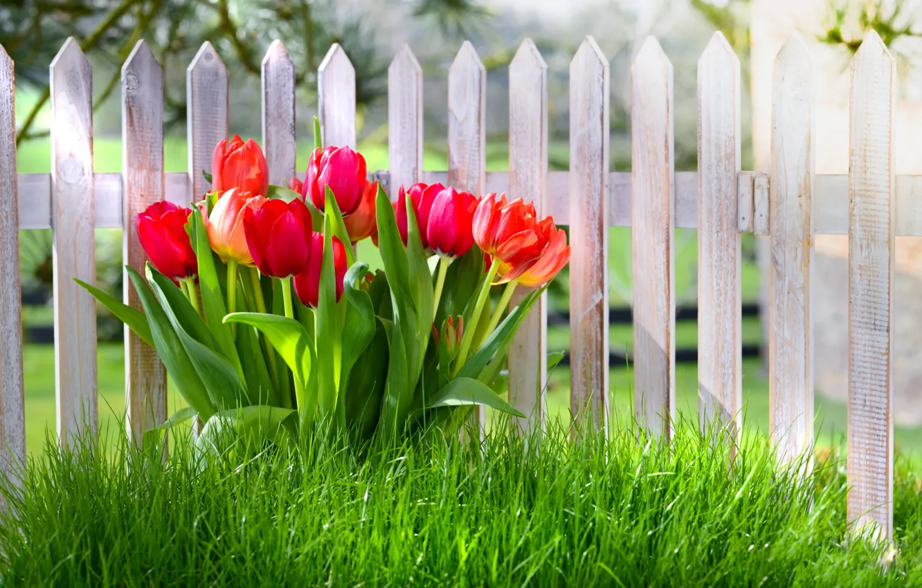 Фото обои трава, цветы, забор, весна, тюльпаны, grass, nature, fence, spring