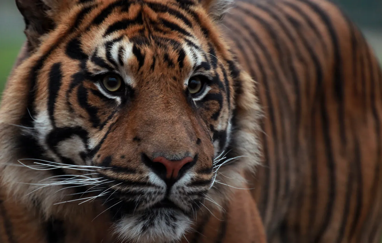 Фото обои взгляд, морда, тигр, суматранский