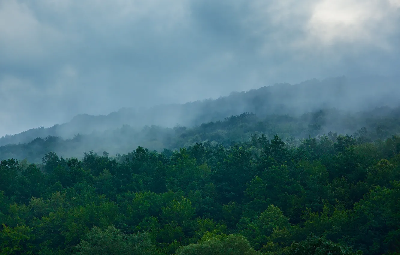 Фото обои зелень, лес, облака, деревья, горы, синий, природа, зеленый, туман, green, холмы, утро, склон, холм, дымка, …