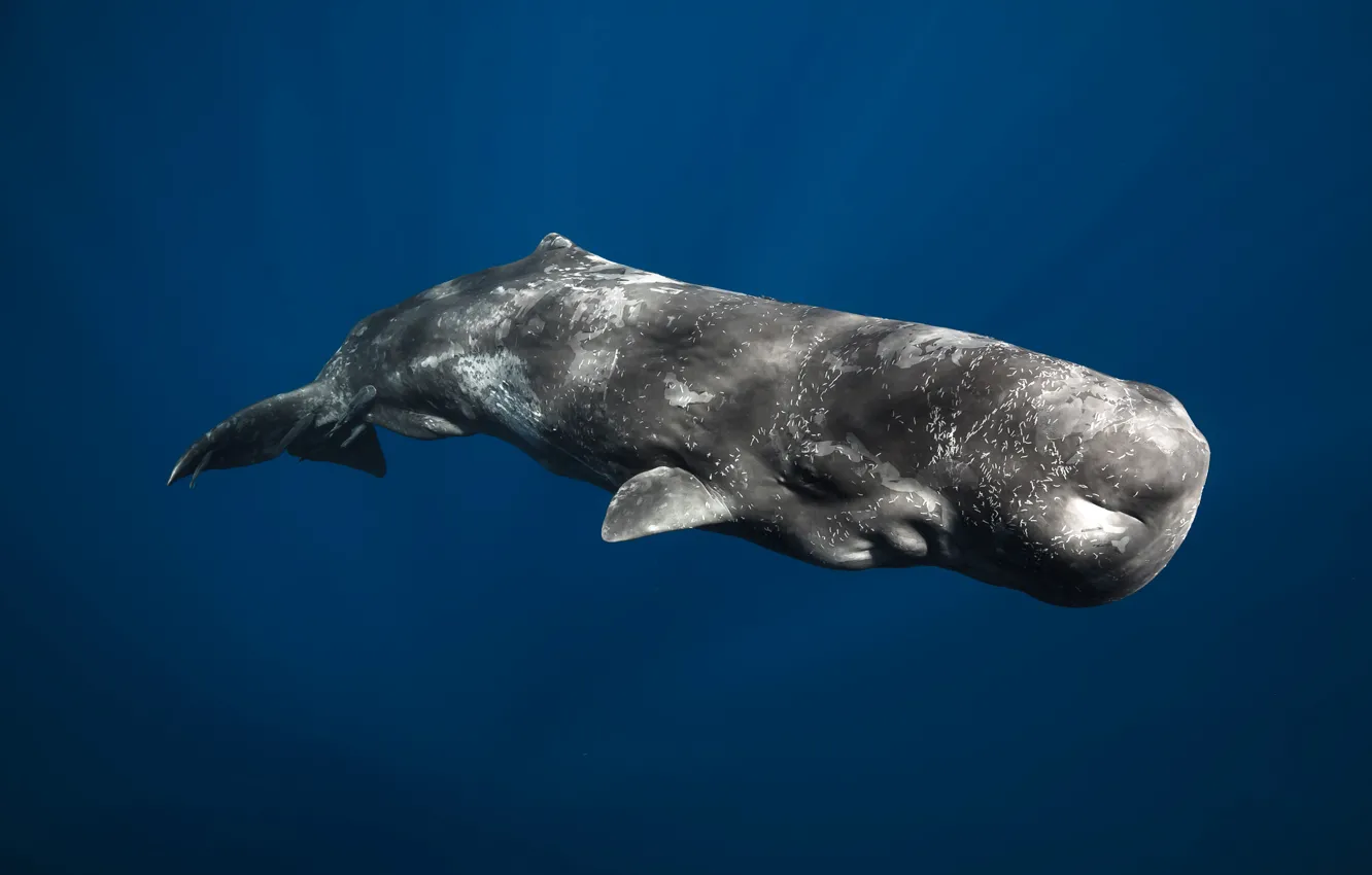 Фото обои млекопитающее, Кашалот, крупнейший из зубатых китов, Physeter macrocephalus