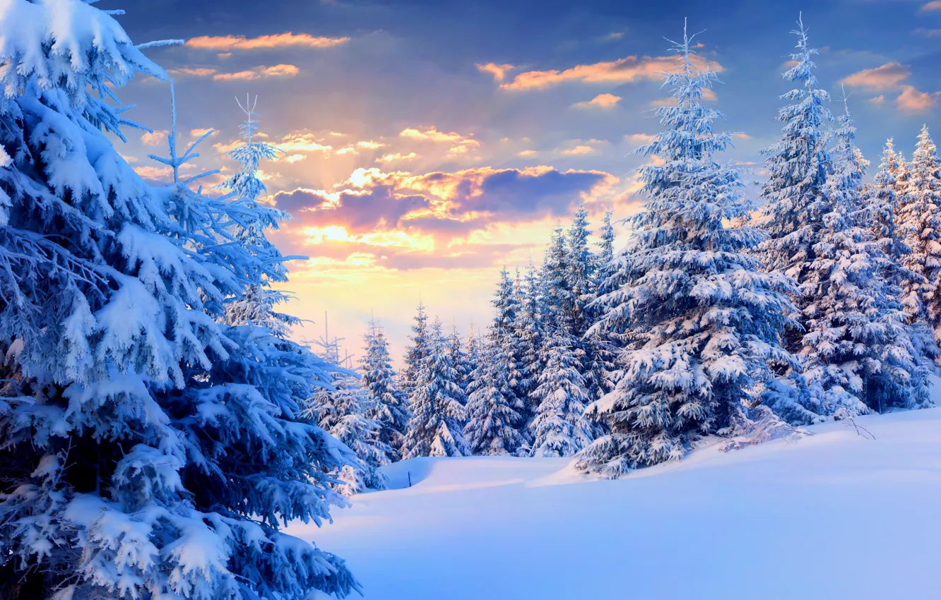 Фото обои зима, небо, снег, природа, фото, ель