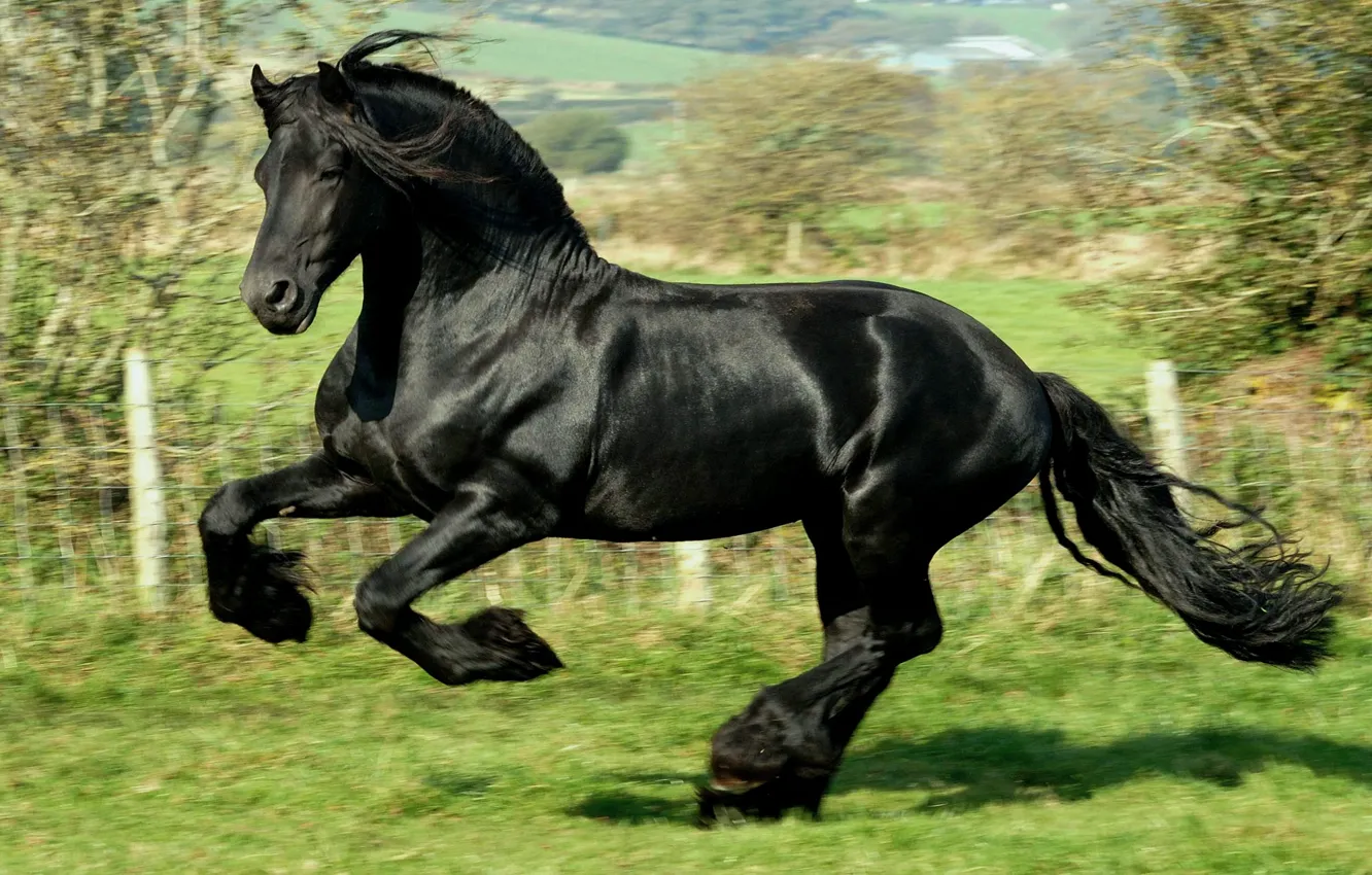 Фото обои черный, Лошадь, скачет, галоп, фриз