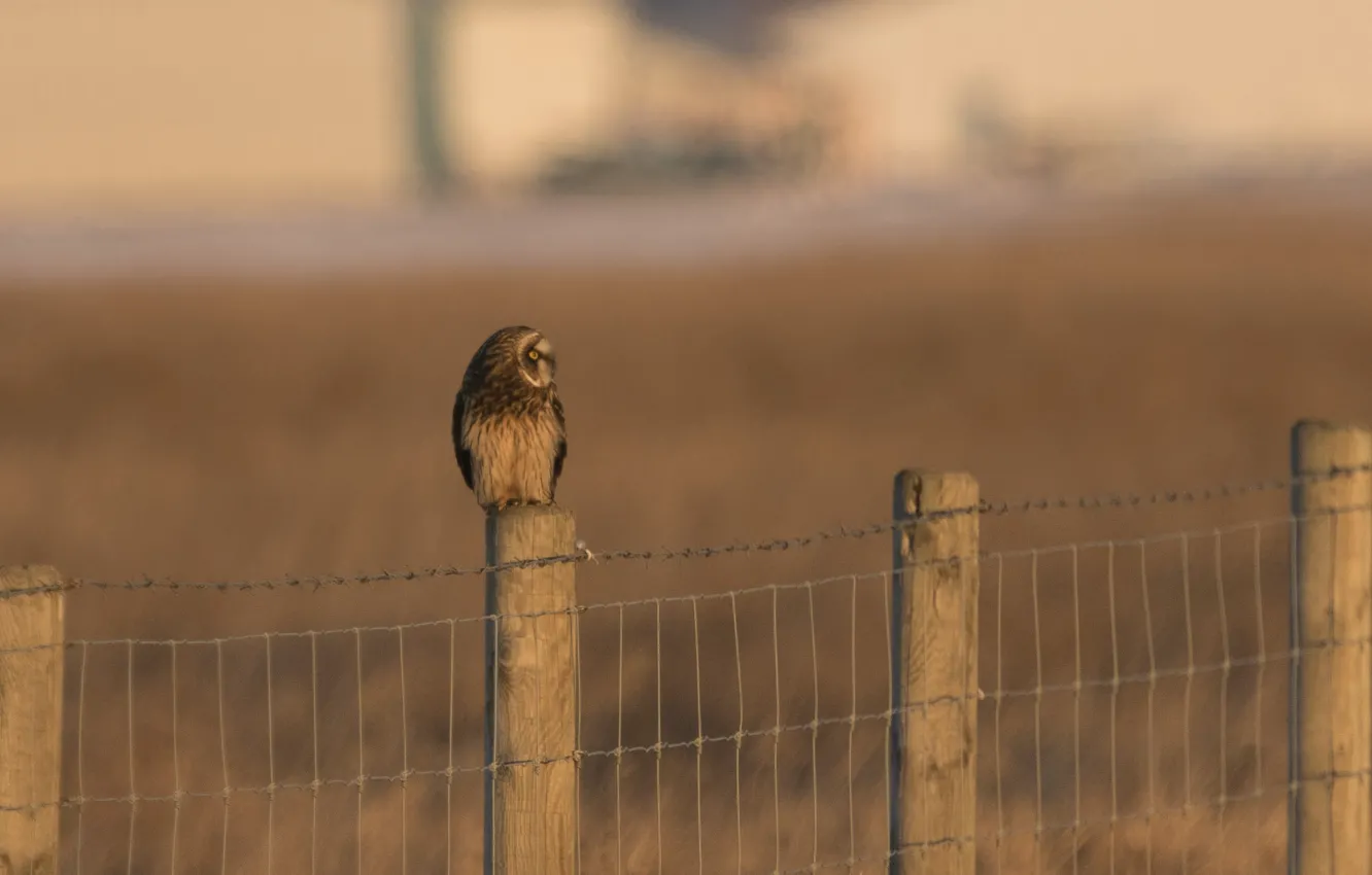 Фото обои птица, забор, хищник, ограда, профиль, Short eared owl, Asio flammeus, болотная сова