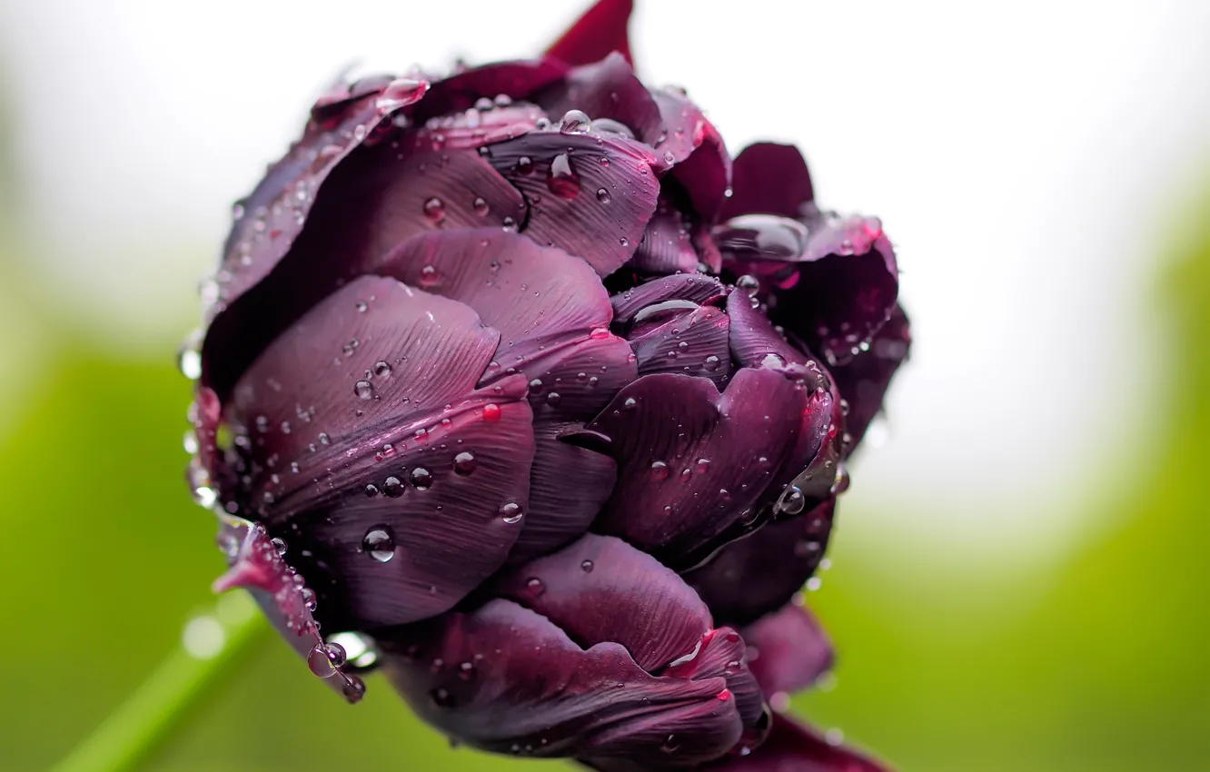 Фото обои капли, макро, роса, тюльпан, бутон, темный. фиолетовый