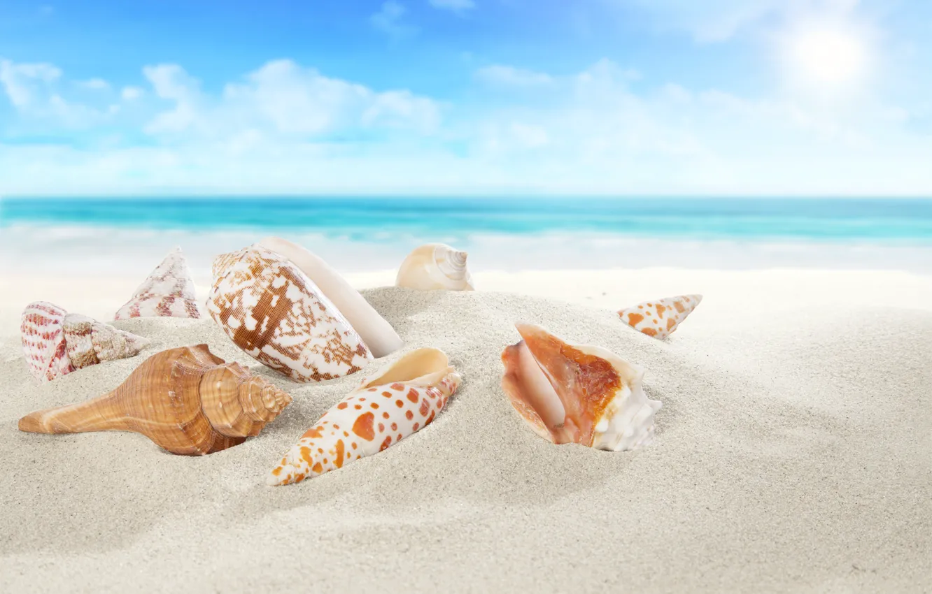 Фото обои sea, sand, sand beach, seashells