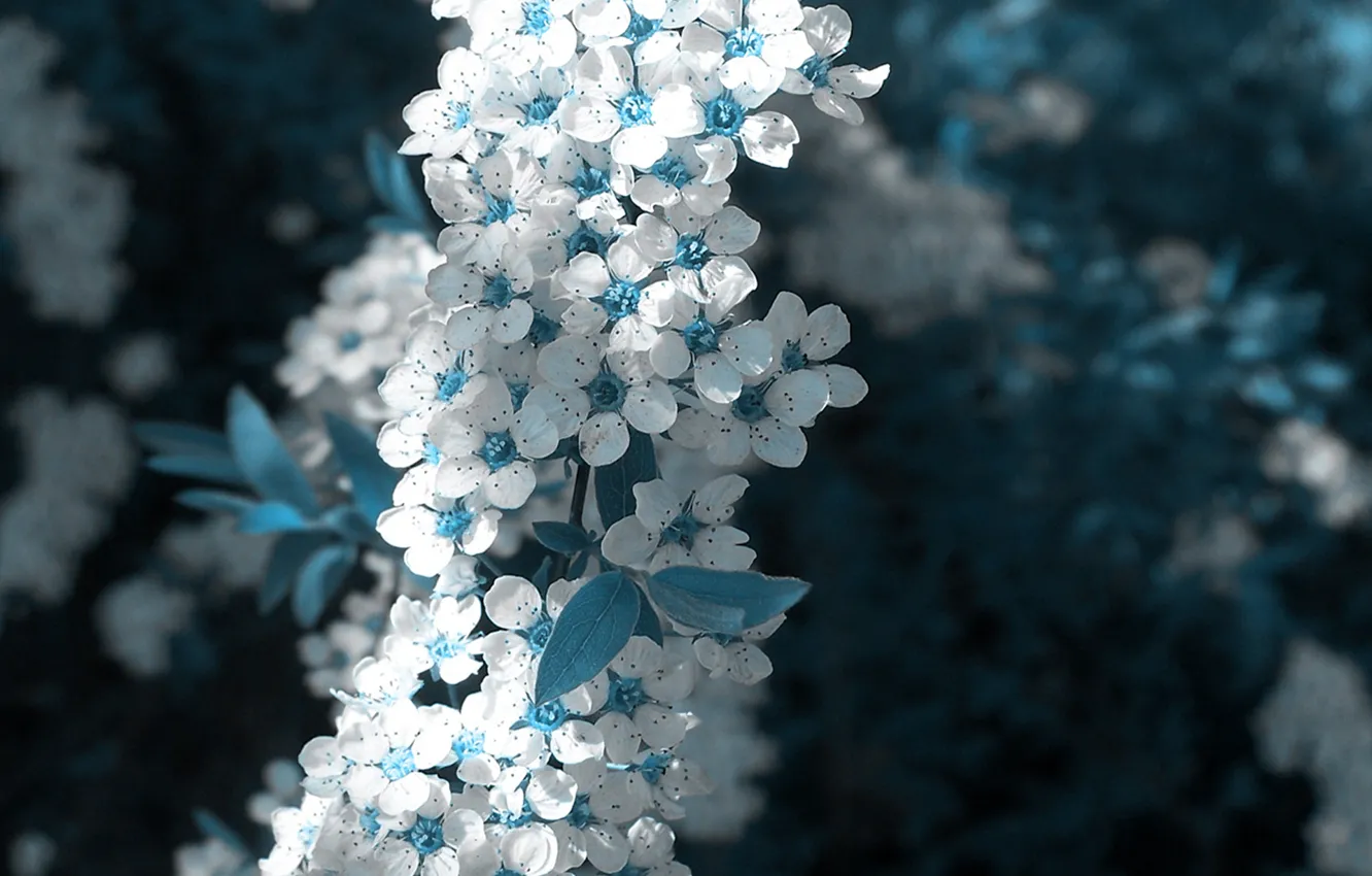 Фото обои белый, цветок, голубой, весна