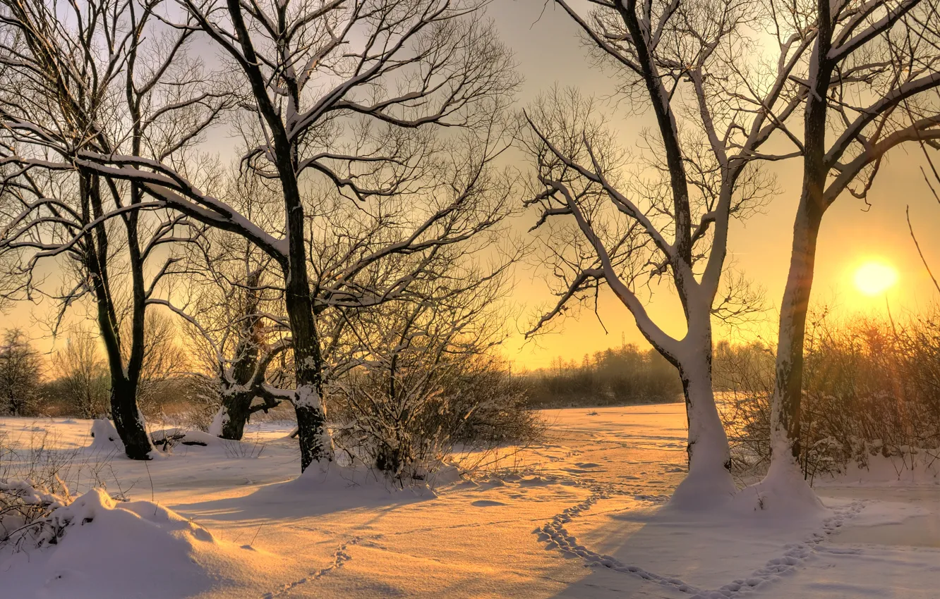Фото обои зима, солнце, снег, деревья