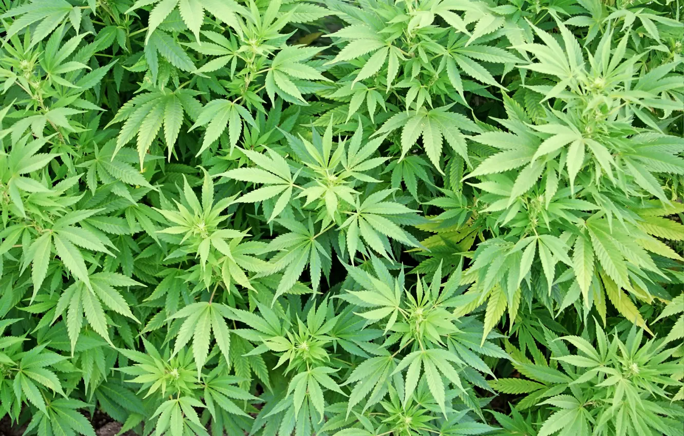 Обои на андроид листья конопли марихуана токсины