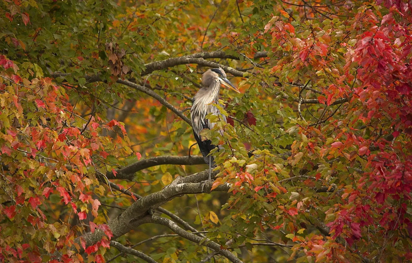 Фото обои осень, ветки, дерево, птица, листва, Серая цапля