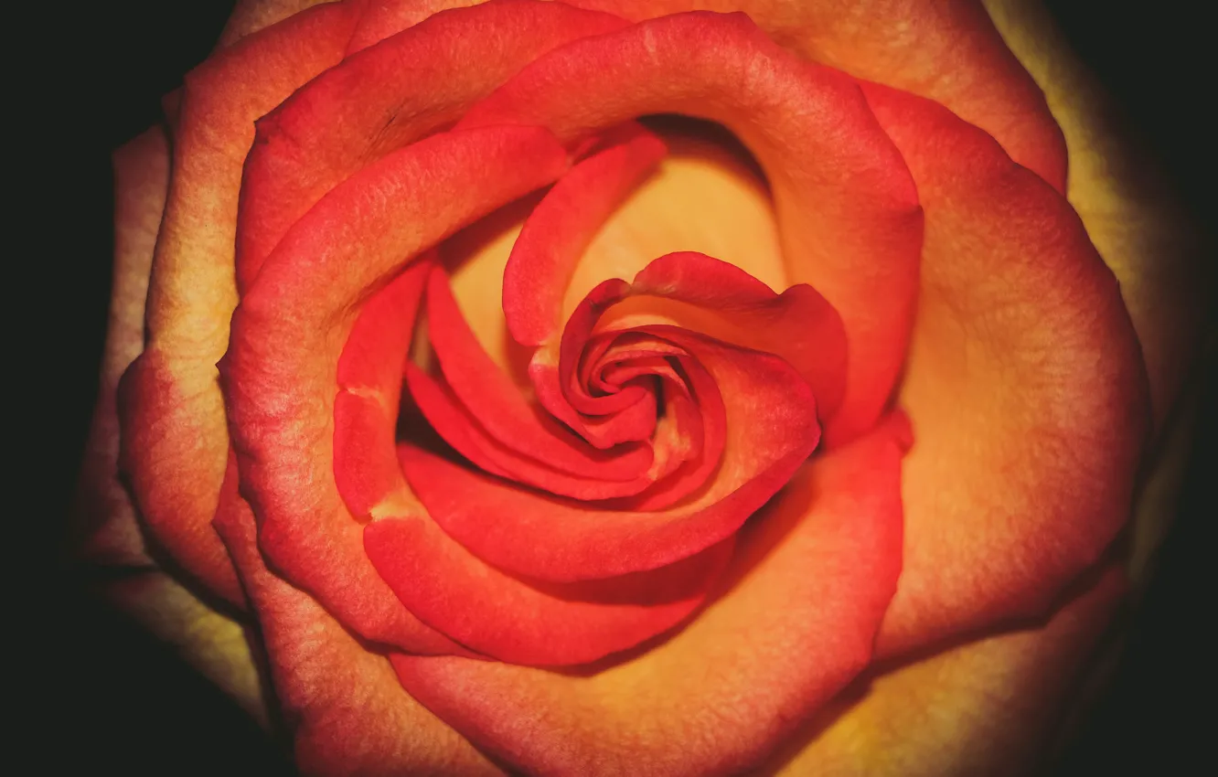 Фото обои цветок, роза, rose, flower, blume