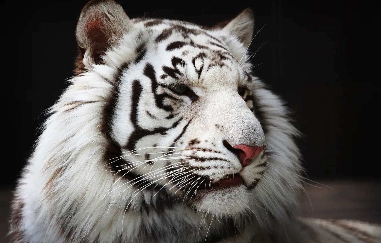Фото обои морда, хищник, мех, белый тигр, дикая кошка