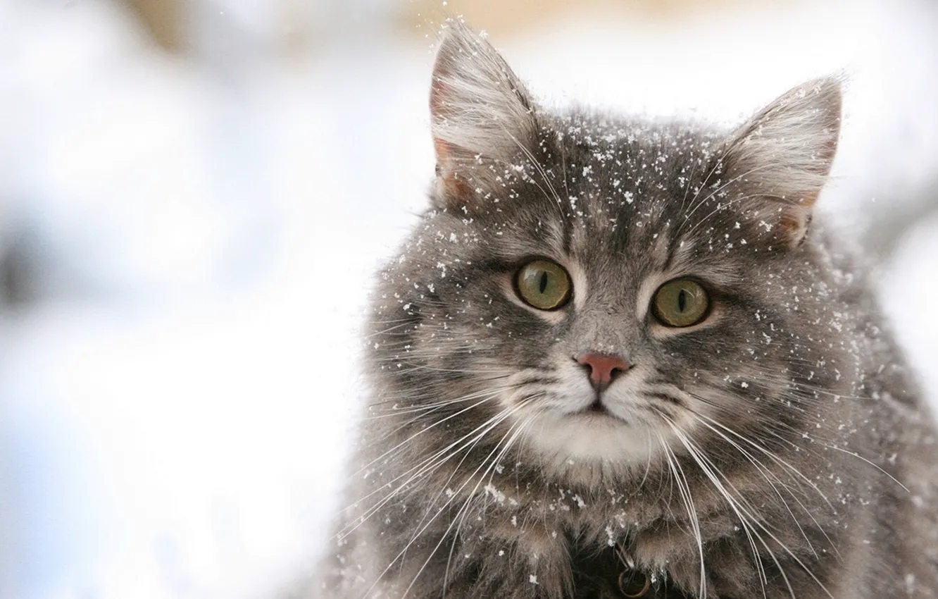 Фото обои кошка, глаза, кот, снег, пушистик, pussy, eyes, cat, snow